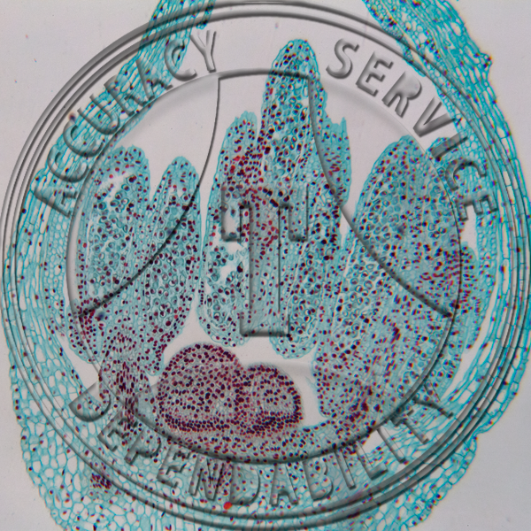 Allium tricoccum Flower Bud Non Median LS Prepared Microscope Slide