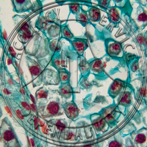 Allium tricoccum Flower Bud LS Meiosis Prepared Microscope Slide