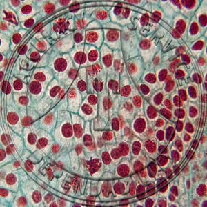 Allium tricoccum Flower Bus LS Tetrads Prepared Microscope Slide