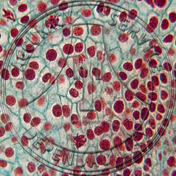 Allium tricoccum Flower Bus LS Tetrads Prepared Microscope Slide
