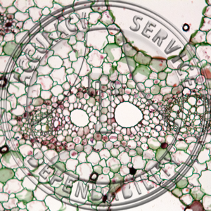 Nymphaea odorata Hydrophytic Floral Stem Prepared Microscope Slide