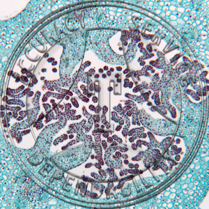 Cypripedium candidum Ovary CS Prepared Microscope Slide