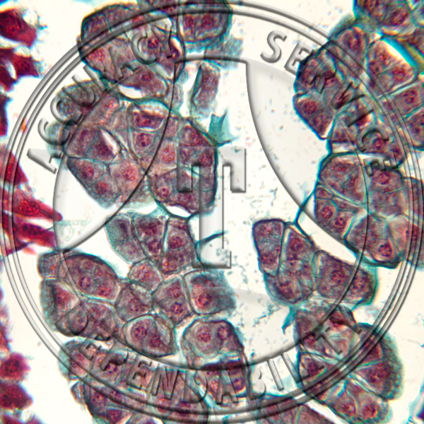 Goodyera pubescense Floral Spike LS Meiosis Prepared Microscope Slide