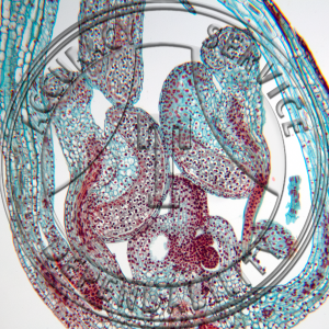 Tradescantia ohiensis Flower Bud Median LS Prepared Microscope Slide
