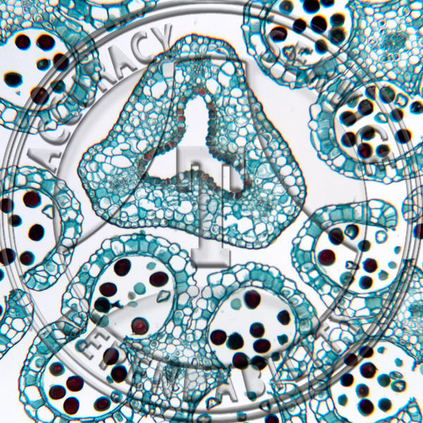 Erythronium Flower Bud CS Prepared Microscope Slide