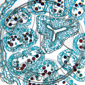 Erythronium Flower Bud 2 Level CS Prepared Microscope Slide