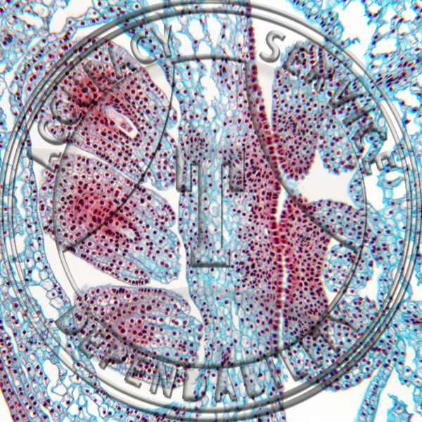 Erythronium Flower Bud Median LS Prepared Microscope Slide