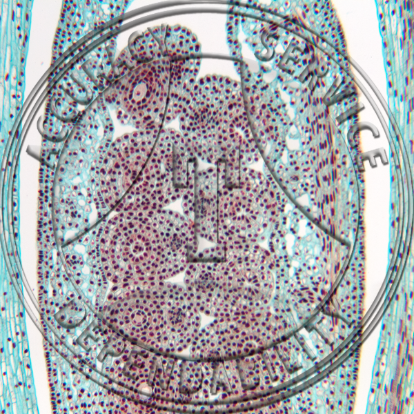 Erythronium Flower Bud Non Median LS Prepared Microscope Slide