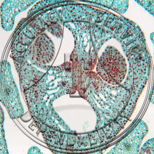 Erythronium Flower Bud Non Median LS 2 Level CS Prepared Microscope Slide