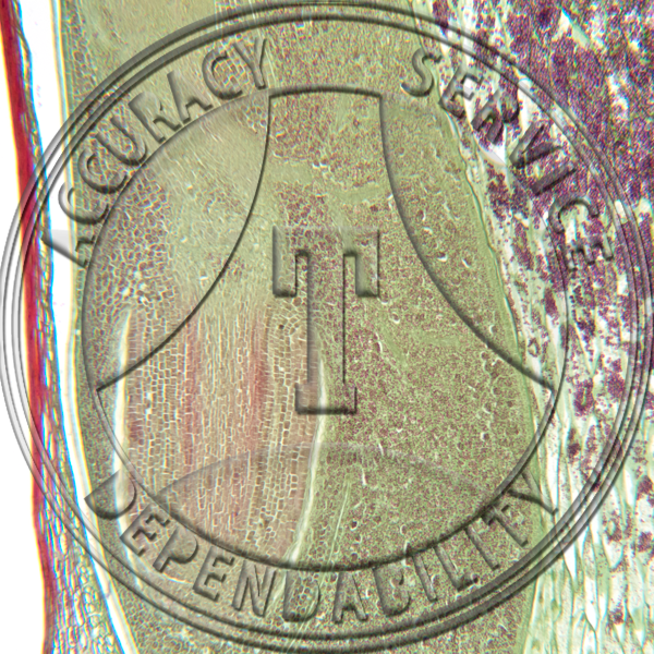 Zea Mays Embryo Prepared Microscope Slide