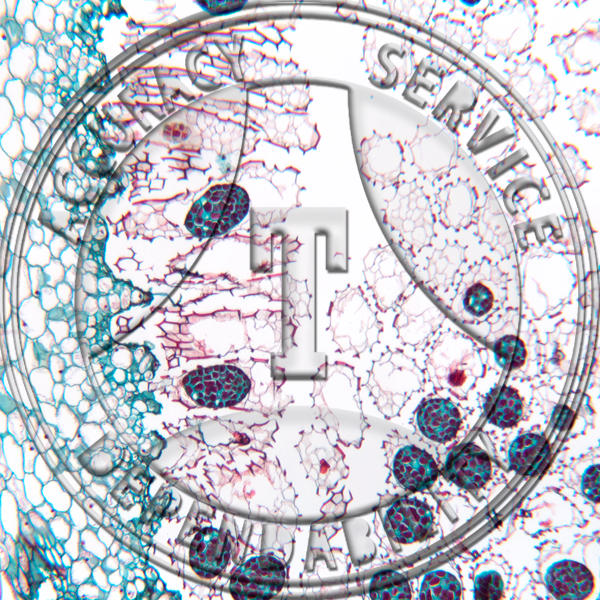 Goodyera pubescens Fruit Prepared Microscope Slide