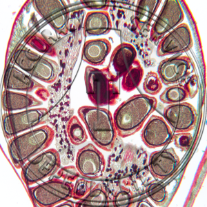 Juncus balticus Fruit Prepared Microscope Slide