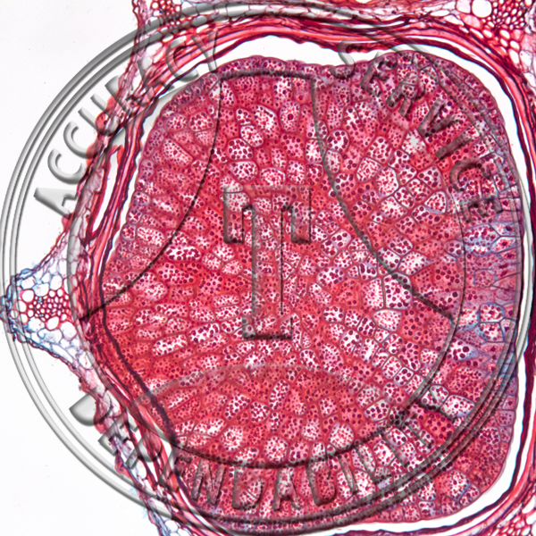 Apium graveolens Fruit CS Prepared Microscope Slide