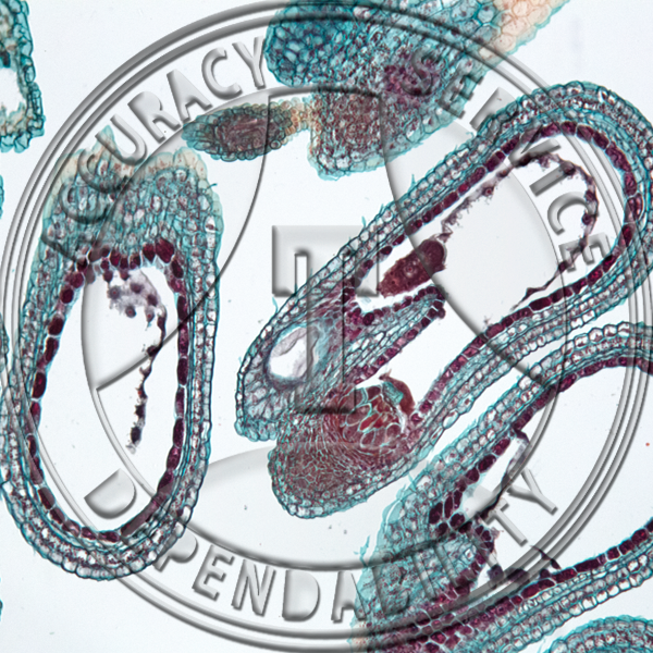 Capsella bursa-pastoris Embryo Before Cotyledons Median Prepared Microscope Slide