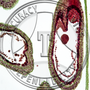 Capsella bursa-pastoris Embryo Before Cotyledons Non Median Prepared Microscope Slide