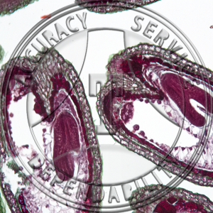 Capsella bursa-pastoris Embryo Early Cotyledons Median Except Suspensor Prepared Microscope Slide