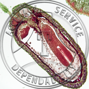 Capsella bursa-pastoris Embryo Bending Cotyledons Median LS Prepared Microscope Slide