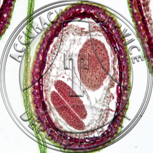 Capsella bursa-pastoris Embryo Bending Cotyledons Non Median Except Suspensor Prepared Microscope Slide