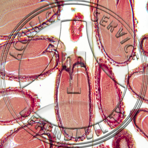 Capsella bursa-pastorisMature Embryo Median LS Prepared Microscope Slide