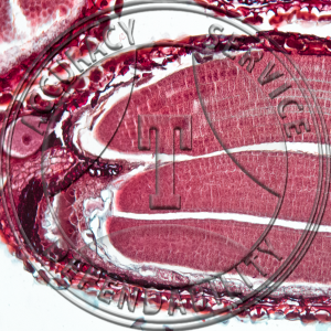 Capsella bursa-pastoris Mature Embryo Median Except Suspensor Prepared Microscope Slide