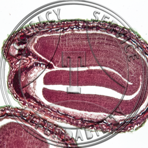 Capsella bursa-pastoris Mature Embryo Non Median Prepared Microscope Slide