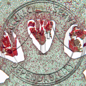 Cirtus limonia Fruit Prepared Microscope Slide