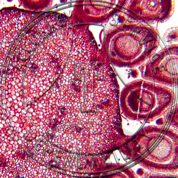 Fragaria Fruit Prepared Microscope Slide