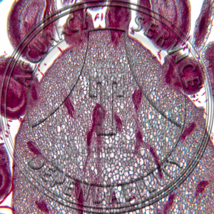 Fragaria Fruit LS Flower LS Prepared Microscope Slide