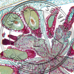 Gaultheria prosumbens Fruit CS Prepared Microscope Slide