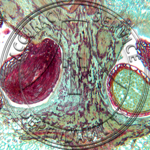 Gaultheria prosumbens Fruit LS Prepared Microscope Slide