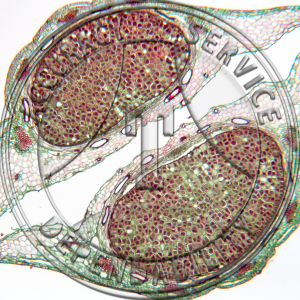 Oxypolis rigidior Fruit Prepared Microscope Slide