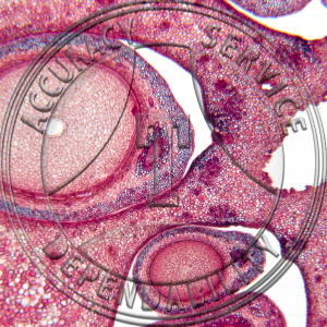 Pyrus malus Fruit CS Prepared Microscope Slide