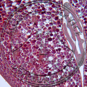 Phaseolus vulgaris Seed CS Prepared Microscope Slide
