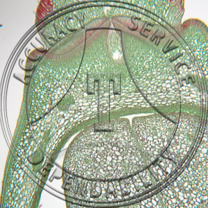 Ricinus communis Fruit Prepared Microscope Slide