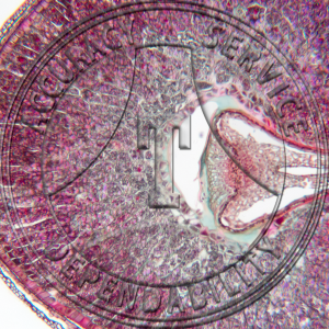 Triticus aestivum Kernel CS Prepared Microscope Slide
