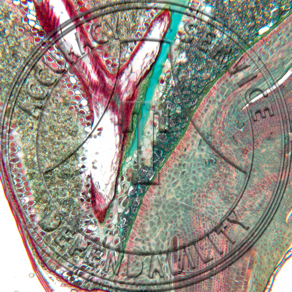 Triticus aestivum Embryo LS Prepared Microscope Slide