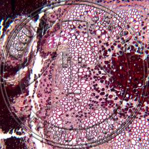 Osmunda Rhizome CS Prepared Microscope Slide