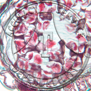 Osmunda Sporangie Meiosis Prepared Microscope Slide
