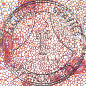 Polypodium virginianum Rhizome CS Prepared Microscope Slide