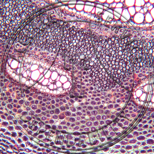 Pteridium aquilinum Rhizome CS Prepared Microscope Slide