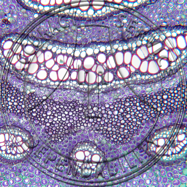 Pteridium aquilinum Rhizome CS LS Prepared Microscope Slide