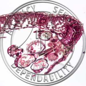 Pteridium aquilinum Leaflet CS Prepared Microscope Slide