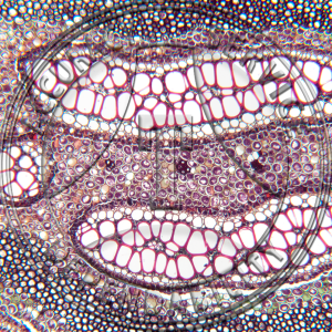 Fern Rhizome Prepared Microscope Slide