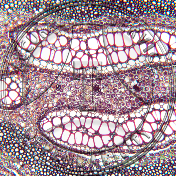 Fern Rhizome Prepared Microscope Slide
