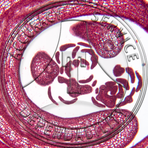 Adiantum pedatum Young Coild Leaf LS Prepared Microscope Slide