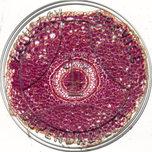 Dennstaedtia punctilobula Rhizome CS Amphiphloic Siphonostele Prepared Microscope Slide