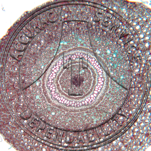 Dennstaedtia punctilobula Rhizome CS LS Prepared Microscope Slide