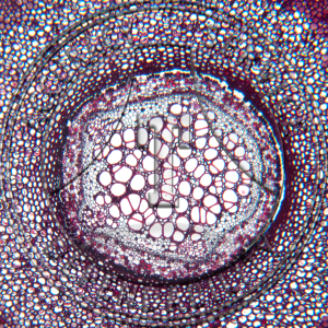 Dicranopteris Rhizome CS Protostele Prepared Microscope Slide