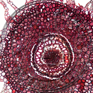 Marsilea Rhizome CS Prepared Microscope Slide