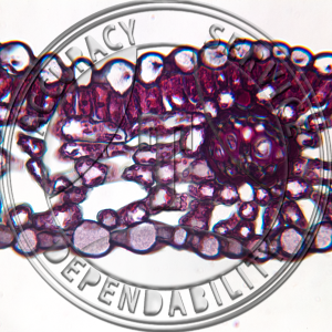 Marsilea Leaf CS Prepared Microscope Slide